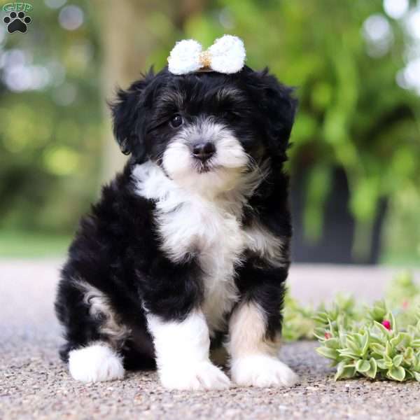 Willow, Mini Sheepadoodle Puppy